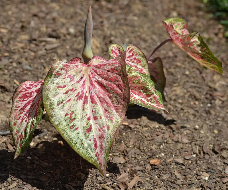 Caladium (Caladium bicolor) in Middle Tennessee