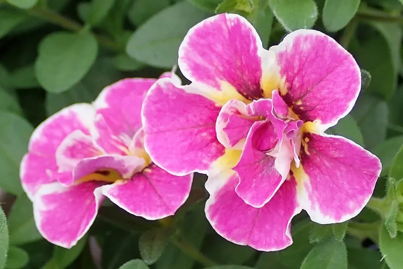 calibrachoa (Calibrachoa × hybrida) in Middle Tennessee