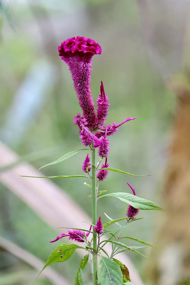 Cockscomb / Plume (Celosia argentea) in Middle Tennessee