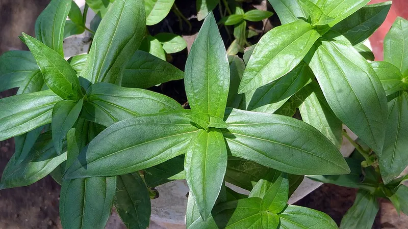 Common Zinnia (Zinnia elegans) in Middle Tennessee