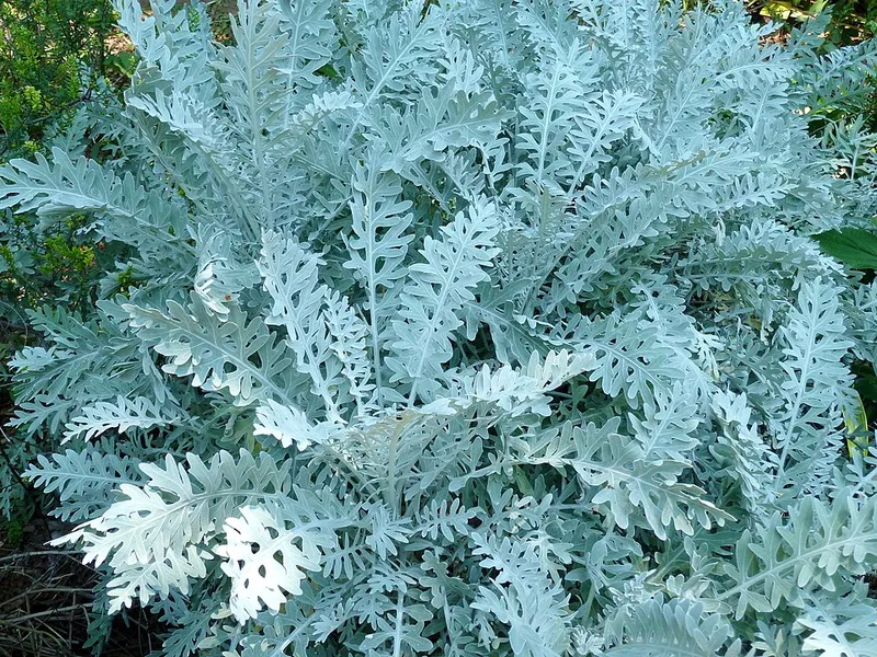 Dusty Miller (Centaurea cineraria) in Middle Tennessee