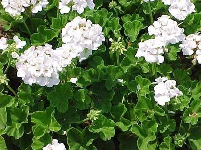 geranium (Pelargonium × hortorum) in Middle Tennessee