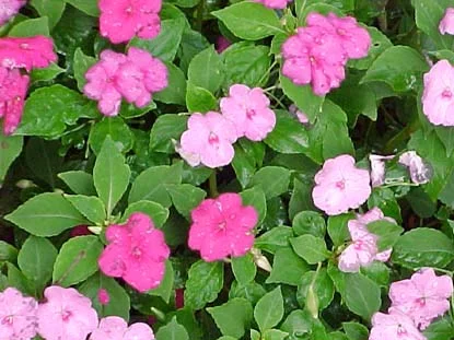 impatiens (Impatiens walleriana) in Middle Tennessee
