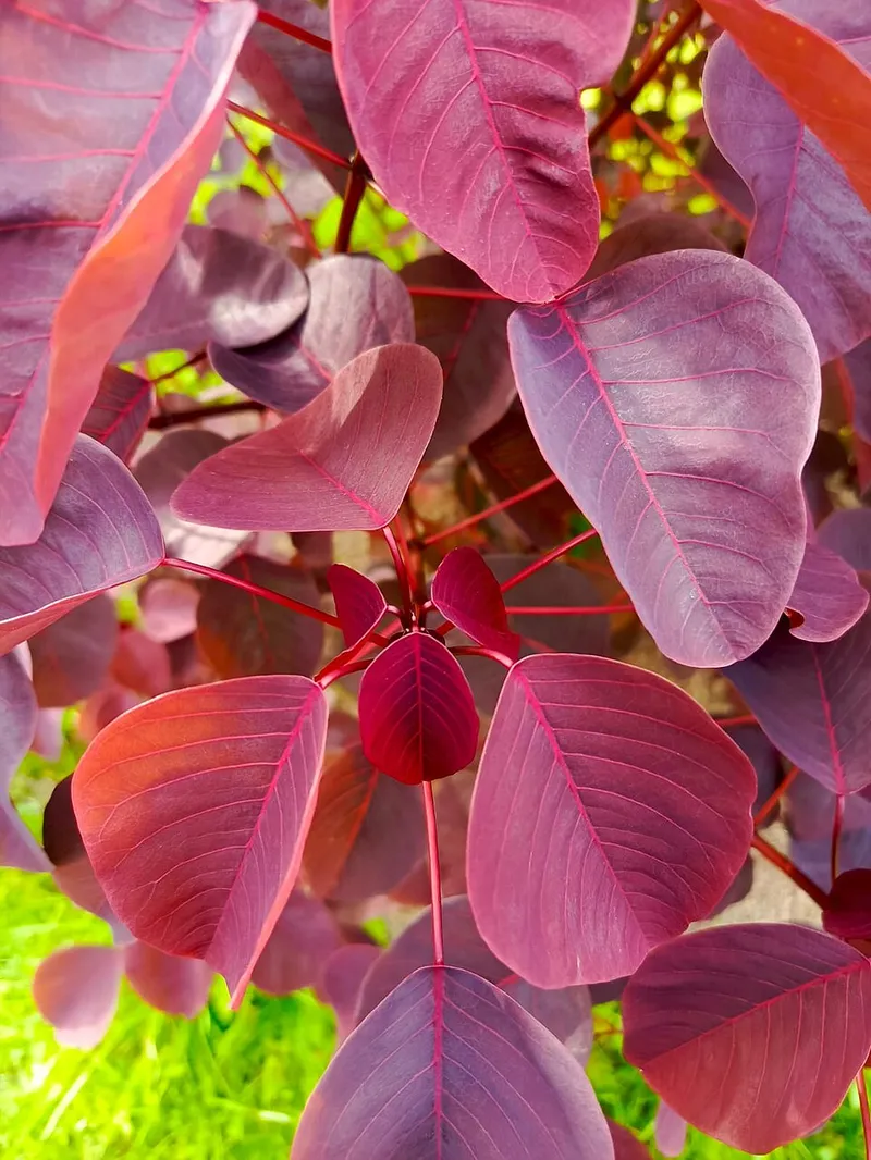 Joseph’s Coat (Alternanthera ficoidea) in Middle Tennessee