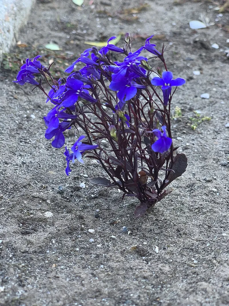 lobelia (Lobelia erinus) in Middle Tennessee