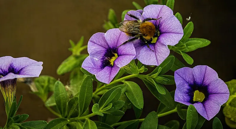 Million Bells (Calibrachoa x hybrida) in Middle Tennessee