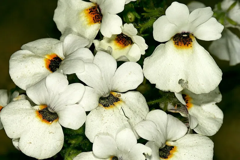 nemesia (Nemesia strumosa) in Middle Tennessee