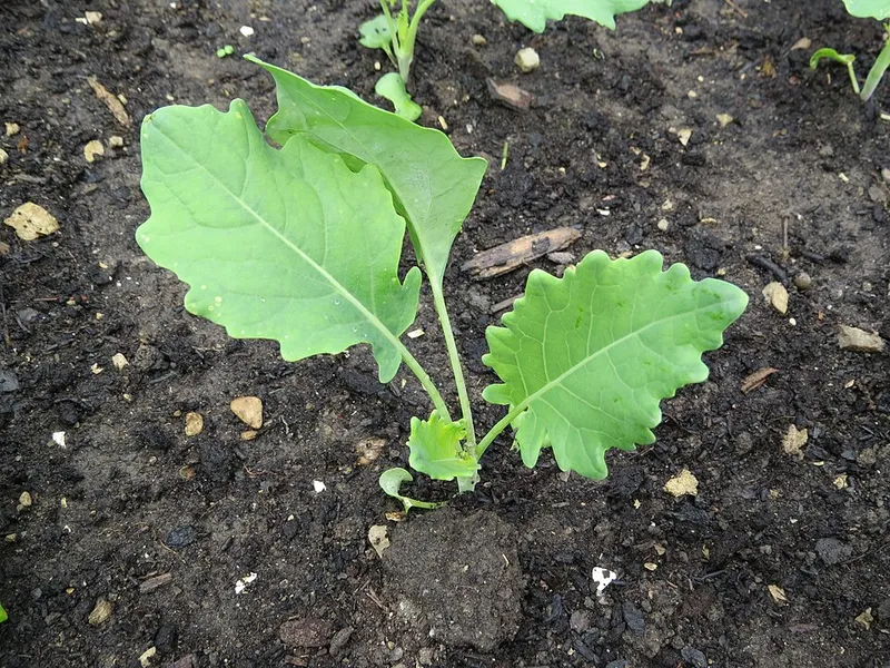 Ornamental Kale (Brassica oleracea) in Middle Tennessee