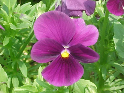 Pansy (Viola x wittrockiana) in Middle Tennessee