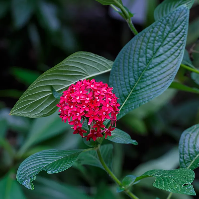 pentas (Pentas lanceolata) in Middle Tennessee
