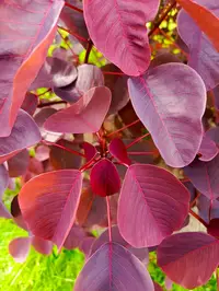 Joseph’s Coat in Middle Tennessee