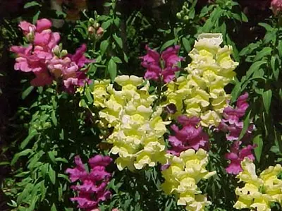 Snapdragon in Middle Tennessee