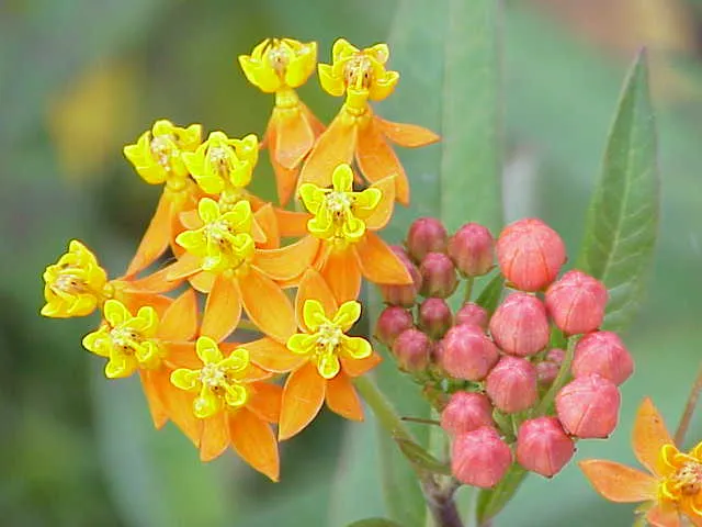 Tropical Milkweed (Asclepias curassavica) in Middle Tennessee