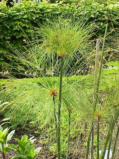 Umbrella Plant (Cyperus papyrus) in Middle Tennessee