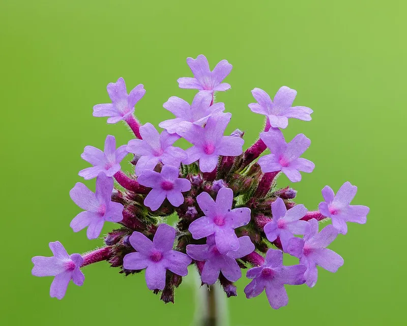 verbena (Verbena × hybrida) in Middle Tennessee