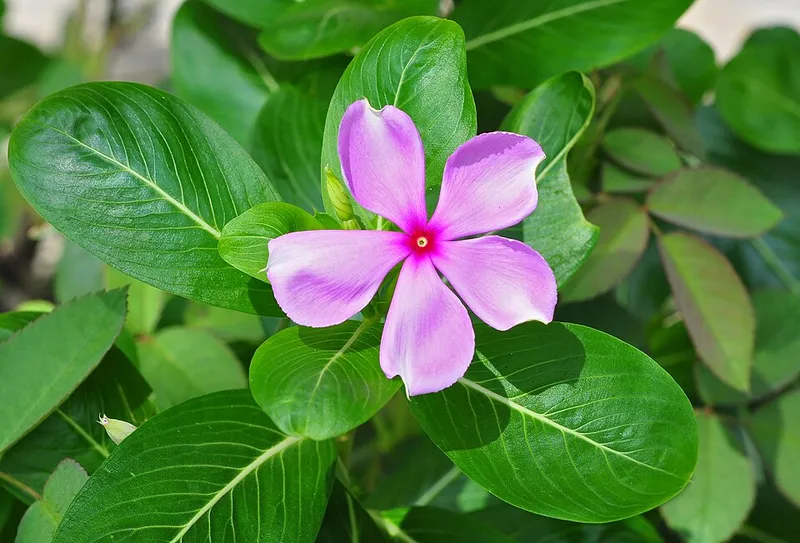 Vinca / Periwinkle (Catharanthus roseus) in Middle Tennessee