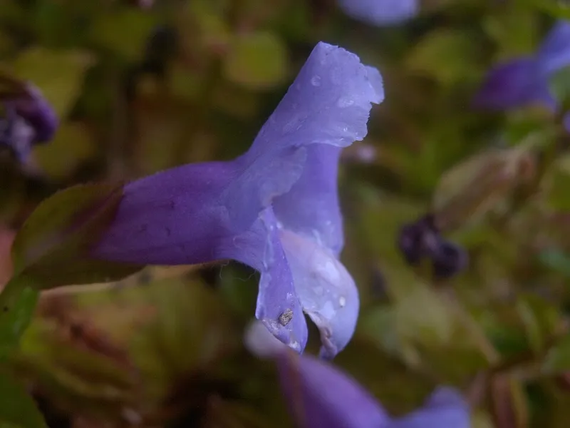 Wishbone Flower (Torenia fournieri) in Middle Tennessee