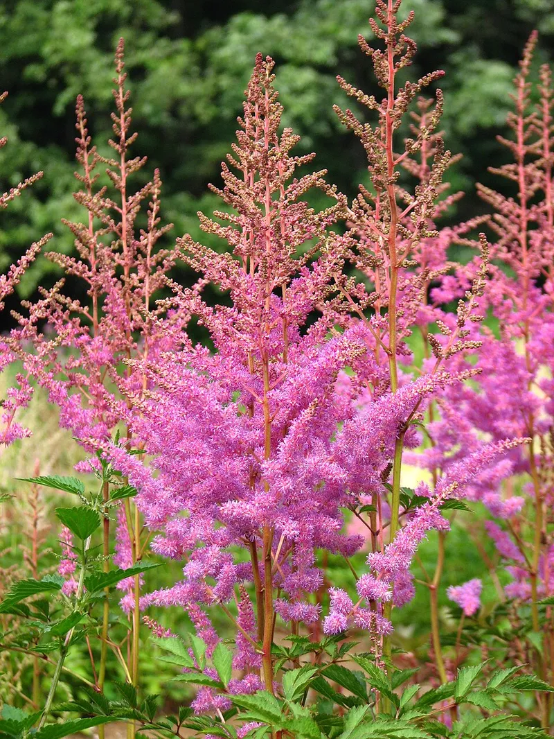 Astilbe (Astilbe spp.) in Middle Tennessee