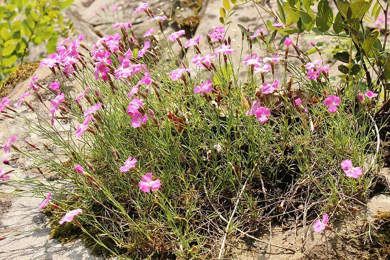 Cheddar Pinks (Dianthus gratianopolitanus) in Middle Tennessee