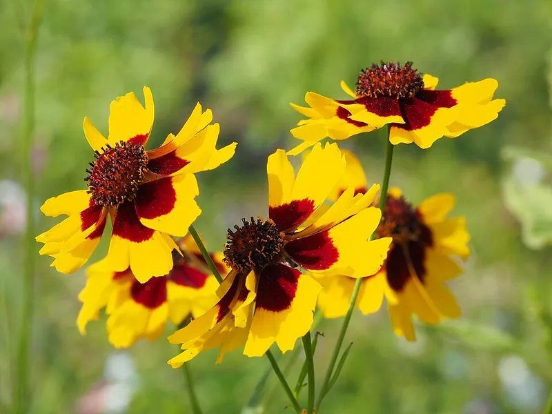 Coreopsis (Coreopsis grandiflora) in Middle Tennessee