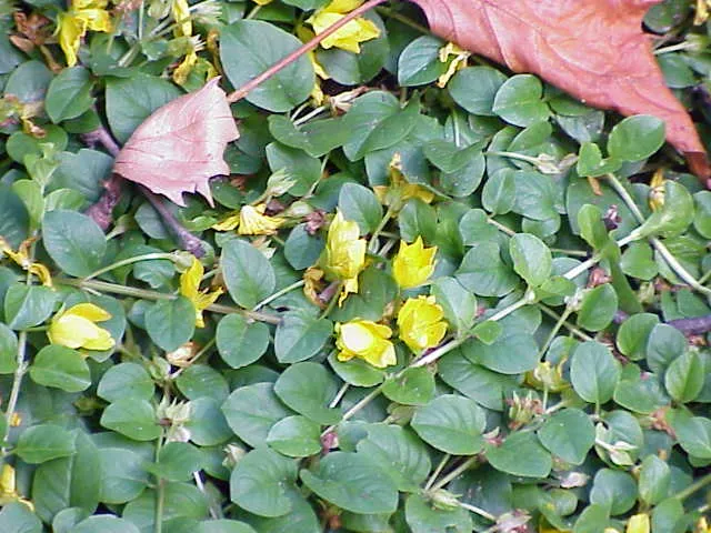 Creeping Jenny (Lysimachia nummularia) in Middle Tennessee
