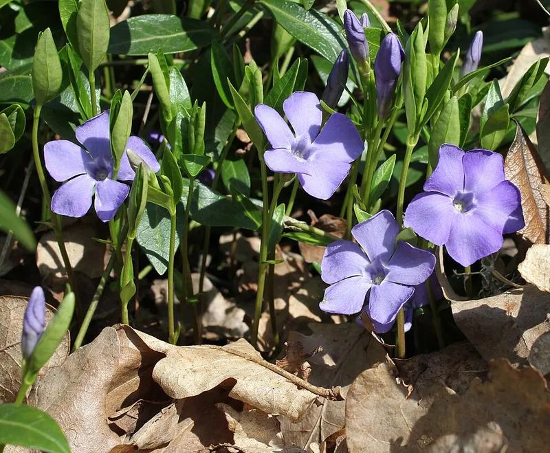 Creeping Myrtle (Vinca minor) in Middle Tennessee
