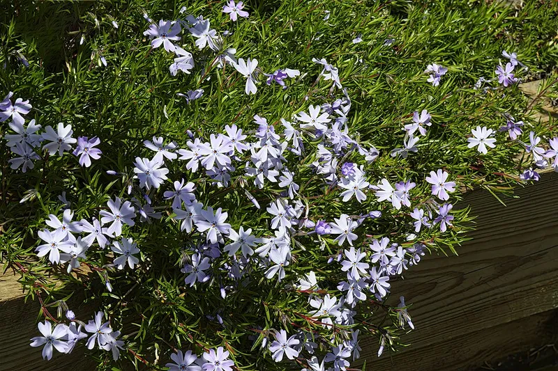 Creeping Phlox (Phlox subulata) in Middle Tennessee