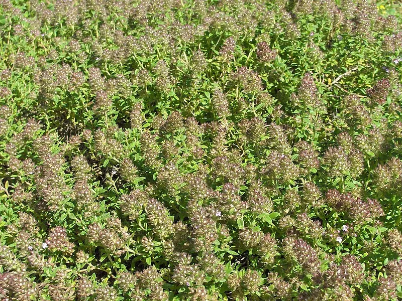 Creeping Thyme (Thymus praecox) in Middle Tennessee