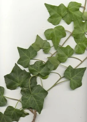 English Ivy (Hedera helix) in Middle Tennessee