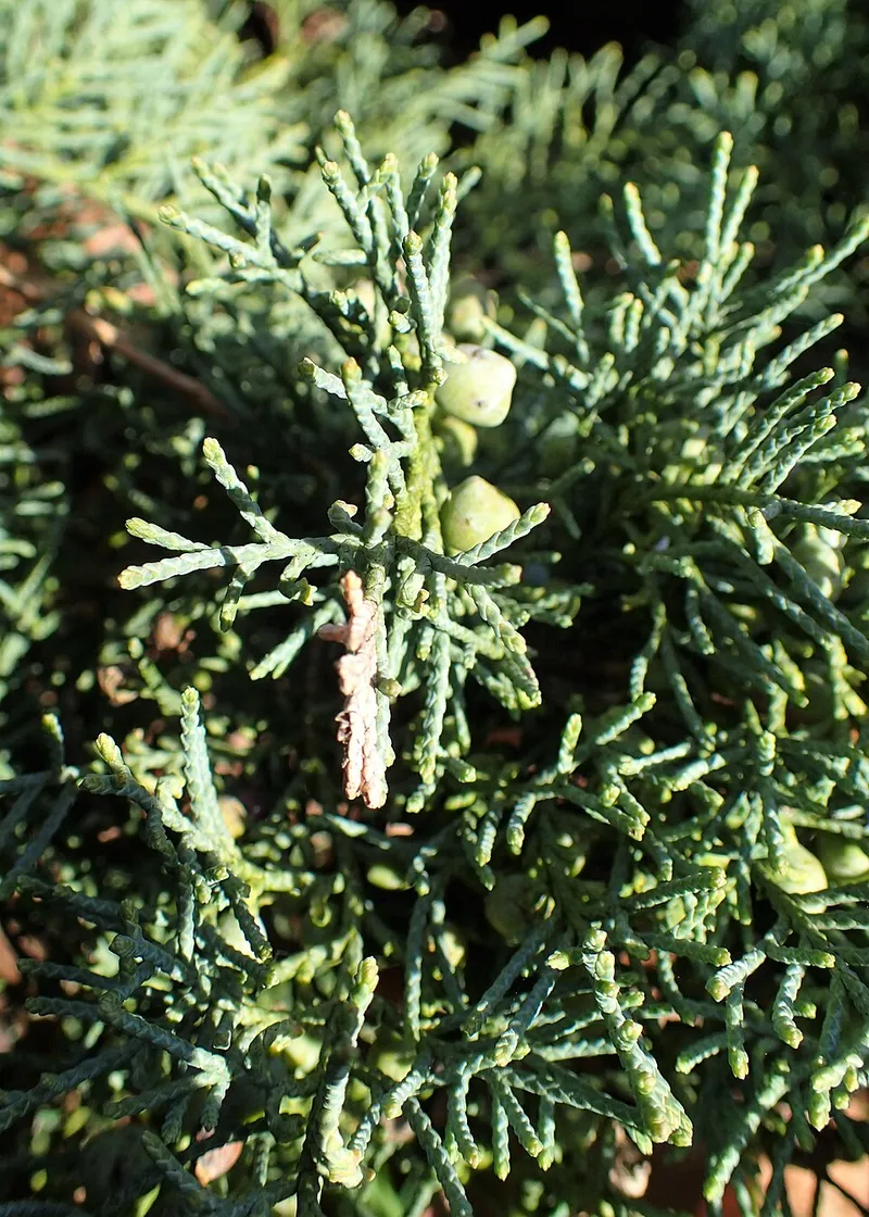 Grey Owl Juniper (Juniperus virginiana 'Grey Owl') in Middle Tennessee