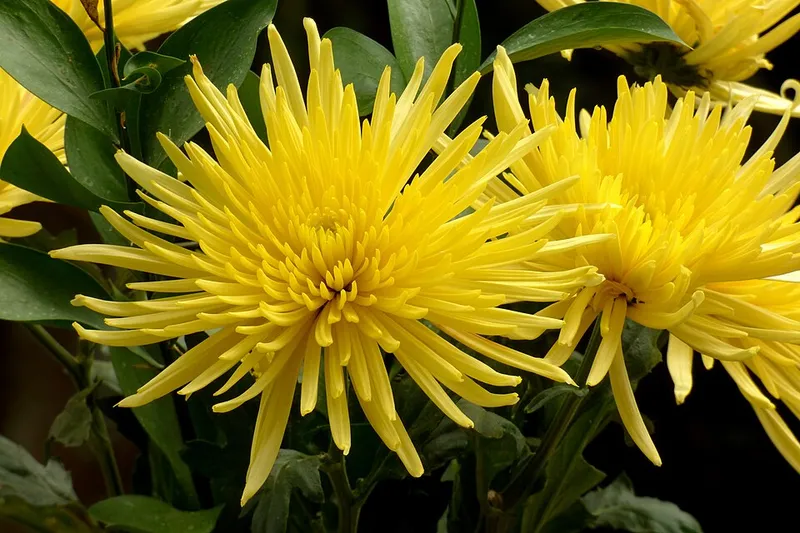 Hardy Mums (Chrysanthemum spp.) in Middle Tennessee