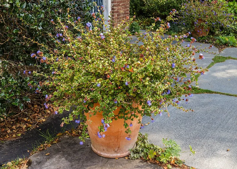 Groundcovers in Middle Tennessee