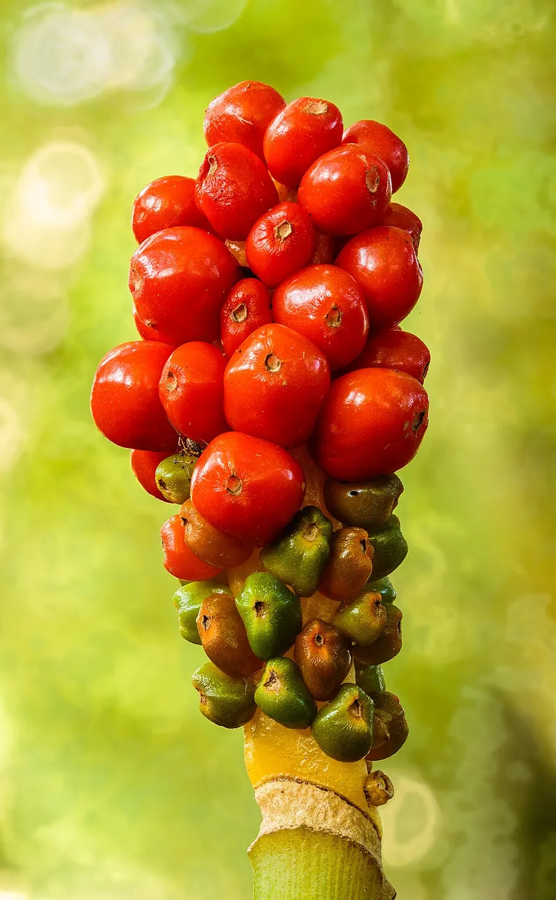 Italian Arum (Arum italicum) in Middle Tennessee