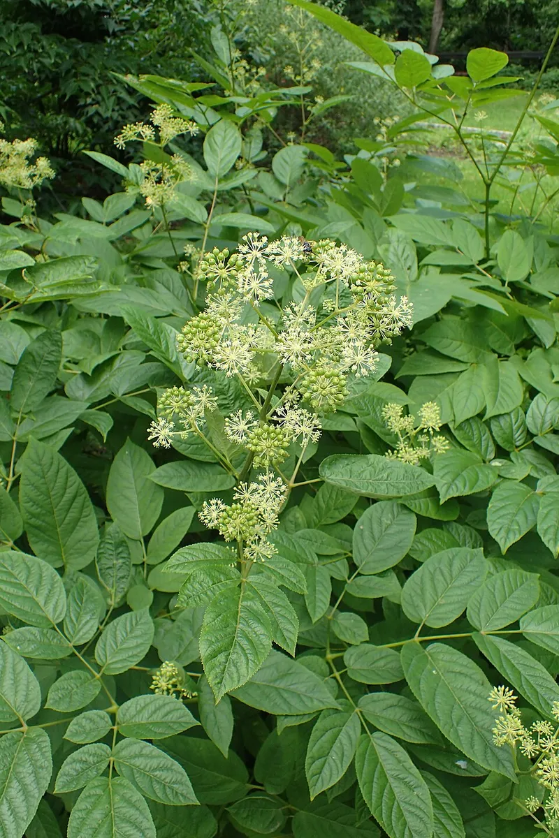 Japanese Spikenard (Aralia cordata) in Middle Tennessee