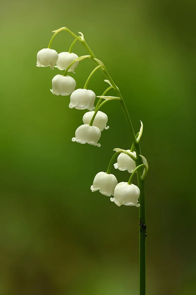 Lily-of-the-Valley (Convallaria majalis) in Middle Tennessee