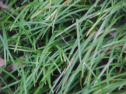 Mondo Grass (Ophiopogon japonicus) in Middle Tennessee