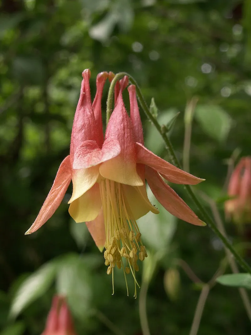 Native Columbine (Aquilegia canadensis) in Middle Tennessee