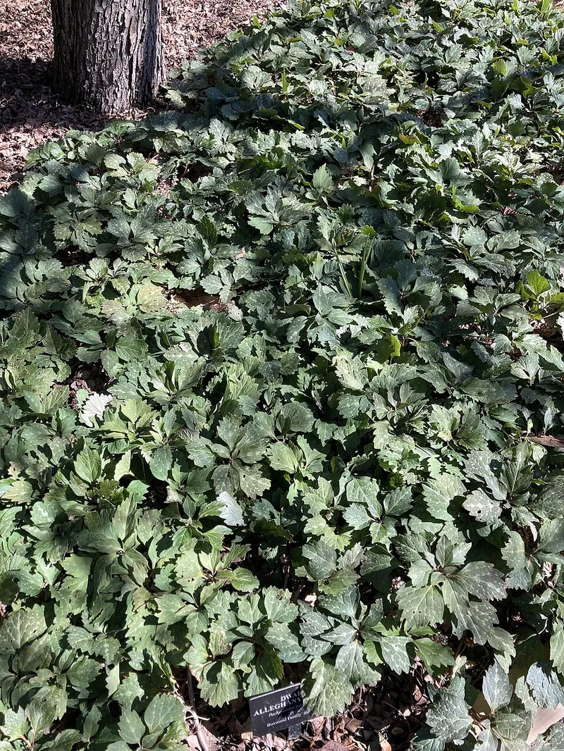 Pachysandra (Pachysandra terminalis) in Middle Tennessee