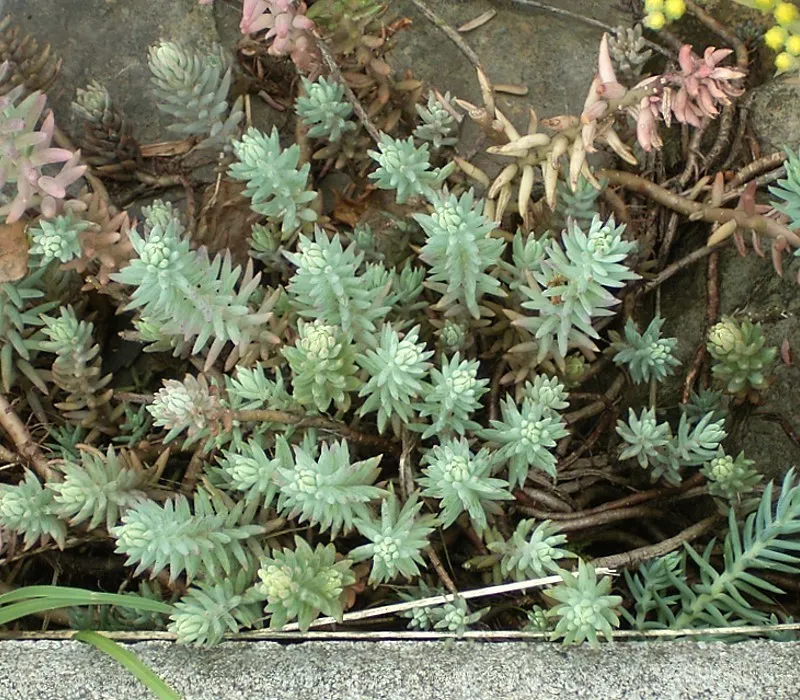 Stonecrop (Sedum rupestre) in Middle Tennessee