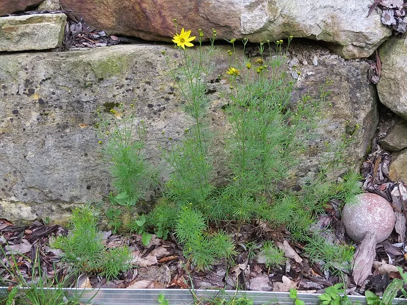 Threadleaf Coreopsis (Coreopsis verticillata) in Middle Tennessee