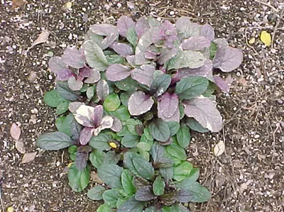 Bugleweed in Middle Tennessee