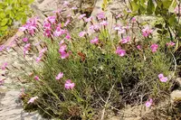 Cheddar Pinks in Middle Tennessee