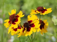 Coreopsis in Middle Tennessee