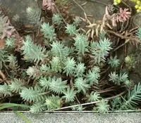 Stonecrop in Middle Tennessee