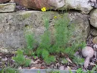 Threadleaf Coreopsis in Middle Tennessee