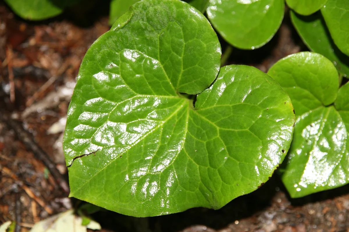 Wild Ginger thumbnail 2
