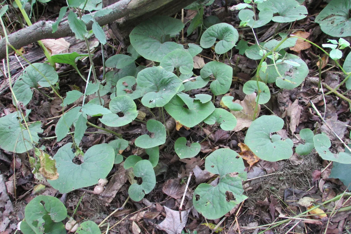 Wild Ginger thumbnail 3