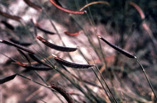 Blue Grama Grass (Bouteloua gracilis) in Middle Tennessee