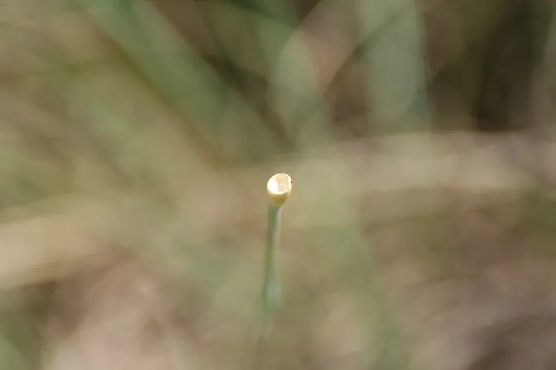 Eastern Gamagrass (Tripsacum dactyloides) in Middle Tennessee