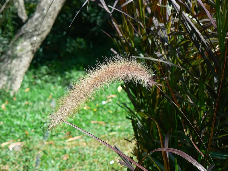 Fountain Grass (Pennisetum setaceum) in Middle Tennessee